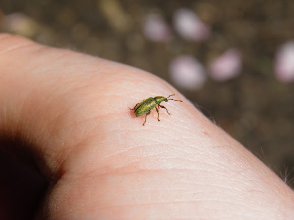 Spotting Image 1