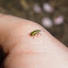 Arborvitae Weevil