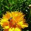 Metallic Green Sweat Bee