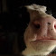 Holstein Cow