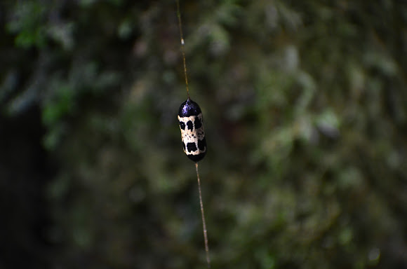 Spotting Image 1
