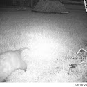Opossum