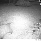 Opossum