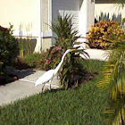 Great Egret