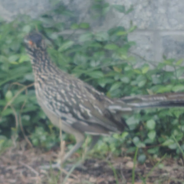 Road Runner Project Noah