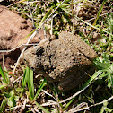 Ranita de las piedras