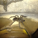 Wolf Spider