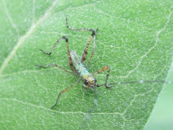 Spotting Image 1