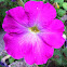 Petunia