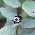 American Carrion Beetle
