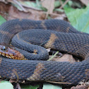 Broad-banded Water Snake