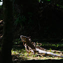 Green Iguana
