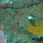 Bicolour Chromis