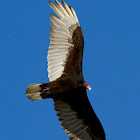 Turkey Vulture