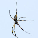 Golden Silk Orbweaver