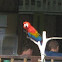 Scarlet Macaw