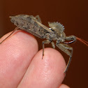 Assassin Bug - (Wheel variety)