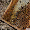 Western honey bee