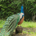 Pea fowl