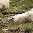 Common NameMountain Goat