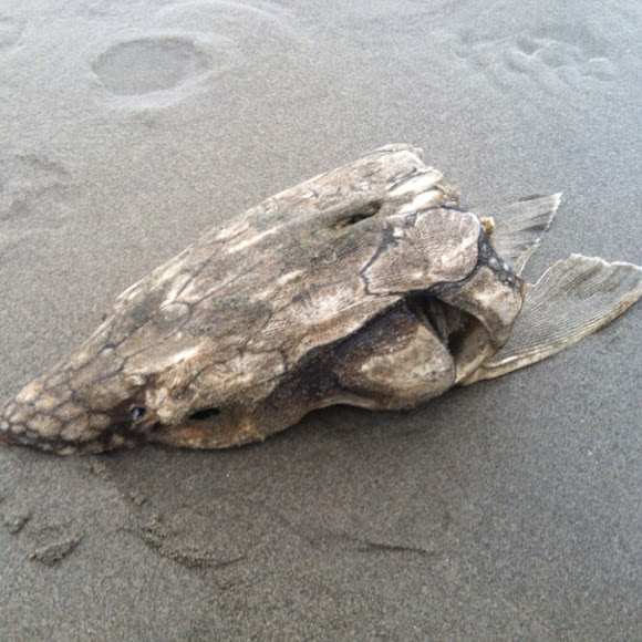 Spotting Image 1