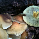 Naematoloma fasciculare (sulfur tuft)