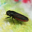 Cicada