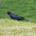 Shiny cowbird