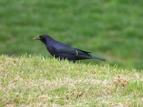 Spotting Image 1