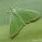 Crambid Moth
