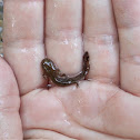 juvenile Fire salamanders