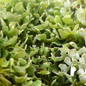 Resurrection Cladonia