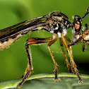 Robber Fly with prey