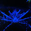 Japanese Spider Crab