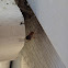 Orb Weaver Spider