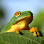 Dainty Tree Frog