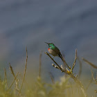 Southern double-collared Sunbird