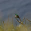 Southern double-collared Sunbird