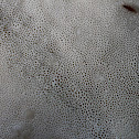 White Cheese polypore