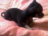 Chihuahua Hembrita Pelo Negrocorto