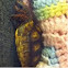 Red footed tortoise