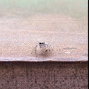 Jumping Spider