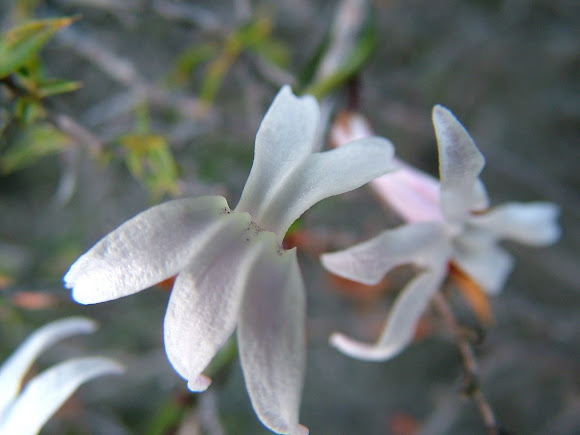 Spotting Image 1