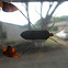 Banner or Leaf-footed Bug