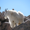 Mountain Goat
