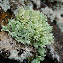 Resurrection Cladonia (Lichen)
