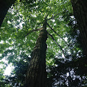 Red Oak