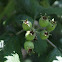 hawthorn