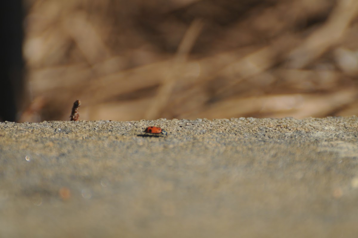 Convergent Lady Bug Beetle