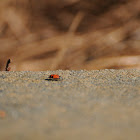 Convergent Lady Bug Beetle